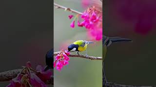 Subhanallah the most beautiful birds in flower