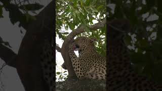 Leopard on the tree #krugernationalpark #shorts