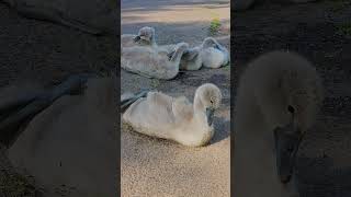 Super Cute Swan Cygnets Relaxing In The Sun