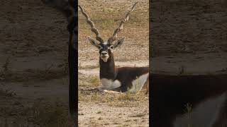 Blackbuck in Mexico #shorts