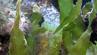 Bristle-tail filefish