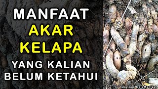 Manfaat Akar Kelapa | Khasiat Akar Kelapa Untuk Kesehatan Yang Kalian Belum Ketahui