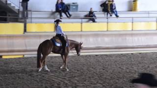 NOVICE AMATEUR HORSEMANSHIP. IAF 6785