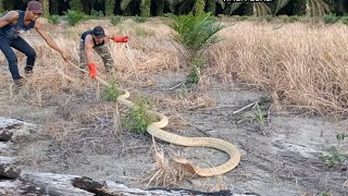 PENANGKAPAN KINGCOBRA KALIMANTAN SUPER JUMBO...(part 1)