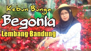 Bagai Di Surga Kebun Bunga Begonia Lembang Bandung