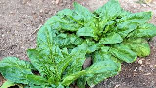 Year Round Gardening : Spinach