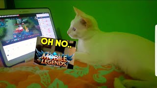 Oh No... My Cat Addicted To Mobile Legends...