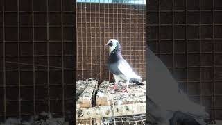 claver pigeon...black eye ..15hr flyer ..#birds #pigeon             #racing pigeonsmp