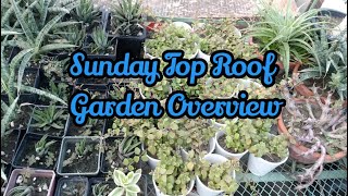 Sunday Over view | Happy Gardening| Urdu/Hindi