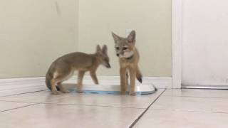 Brave Baby Kit Foxes Meeting the Klee Kai