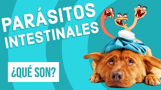 Parásitos Intestinales y Análisis Fecal