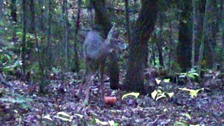 2017 West Virginia Archery Deer Hunt