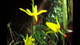 Moraea pendula