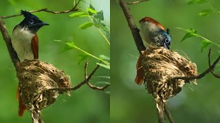 Indian Paradise flycatcher feeding young chicks