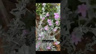 سناب سعود الحمود_مساء اجواء الجميلة