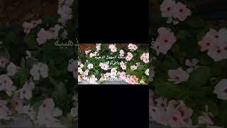 زهرة البفته 🌸