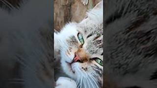 ТРИ НАШИ КРАСАВИЦЫ.😺😺😺КОШКИ В НАШЕЙ ЖИЗНИ#shorts #cat #garden