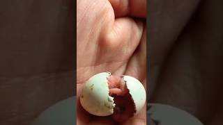 Tiny Parrot Hatching | #shorts