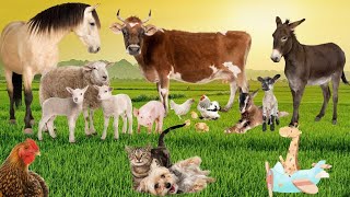 Animals video and sound || Elephant, Hores, cow, goat, giraffe, Buffalo,pig,Dog,cat Animals video