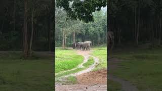 Look! How happy they are in the rain!🐘❤️⛈️ #samuielephanthaven #shorts #elephant