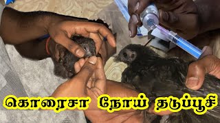 கருங்கோழி I கொரைசா நோய் தடுப்பூசி I Coryza Disease Treatment I Praveen I Paper Rocket