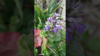 Roter Günsel auch als Gartengünsel  (Ajuga reptans) bekannt bei der Blüte.