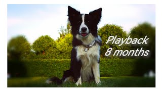 Qui-Gon-Jinn \ Border Collie  \ 8 months \ Dog-Dance Tricks