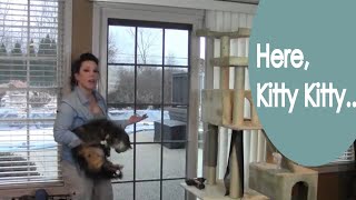 Watch Kitty Put Phifer Pet Screen Fabric To The Test In This Review By Renee Romeo!