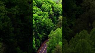 Beautiful view #relaxingmusic #nature #forest #relaxing