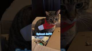 Christmas is over! 😹lustige Katzenvideos 😻 #shorts #cats