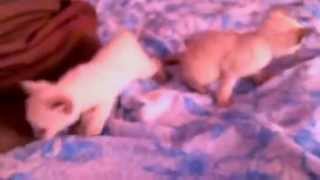 Меконгский бобтейл котята Mekong bobtail kittens