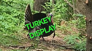 EPIC TURKEY DISPLAY