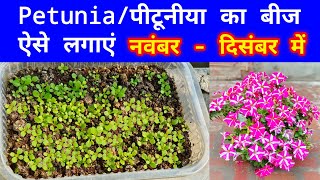 सितंबर - ऑकटूबर पिटुनिया बीज लगाये ऐसे जो तुरंत उगेगा । How To Grow Petunia Flower From Seeds