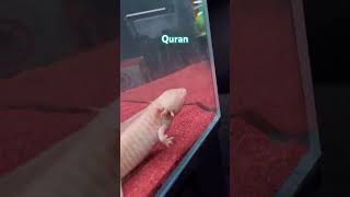 Quran Translation!