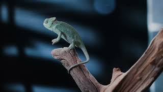 Discover the Enigmatic World of Chameleons