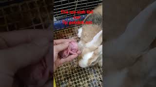 Thỏ kiểng sinh con tại shop thú cưng petxinh.net #rabbits #bunny #petxinh