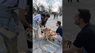 Dogs surprise students