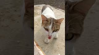 Meong meong meong#shortvidio #funny #cute #