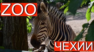 Зоопарк в Чехии / Zoologická zahrada v Ústí nad Labem