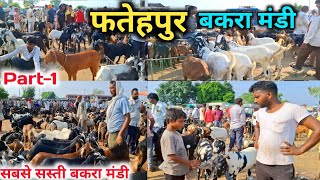 Fatehpur Bakra Mandi |Fatehpur bakra mandi 2024 |Fatehpur bakra mandi Update