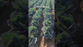 col #campo #musica #music #regionalmexicano #agro #agronomia