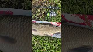 Clean record! #fishingvideo #fishing #fish #recordfish #hardshop #pescuit #spinning  #pescuitlaclean