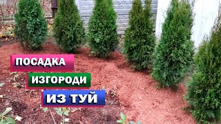 Сажаю живую изгородь из туй