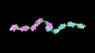 Molecular elasticity in the dimeric tail-to-tail myomesin My9--My13 filament.