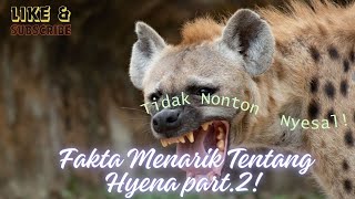 Fakta Menarik Tentang Hyena Part. 2