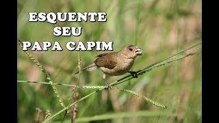 Fêmea de Papa Capim Chamando para Esquentar Macho