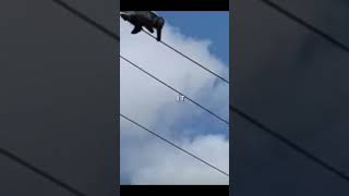 monkeys falling and stuff with vine boom (funy alert)