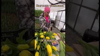 Выгонка тюльпана к 8 марта 🌷🌷🌷🌷🌷