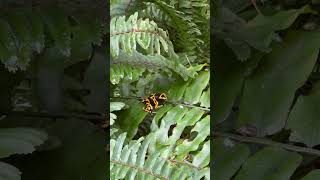 #frog #animal Poison Dart Frog at the Tulsa Zoo