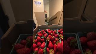 Strawberry delivery #organicfarming